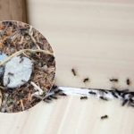 Addio, fastidiosi parassiti: come liberarsi delle formiche una volta per tutte Addio, fastidiosi parassiti: come liberarsi delle formiche una volta per