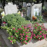 Autofiorenti e a bassa manutenzione: 4 fiori perfetti per la sistemazione delle tombe Autofiorenti e a bassa manutenzione: 4 fiori perfetti per la