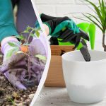 Calendario delle semine di dicembre: cosa si può seminare prima del nuovo anno Calendario delle semine di dicembre: cosa si può seminare prima