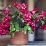 Come allevare un albero di Natale: i giardinieri svelano 3