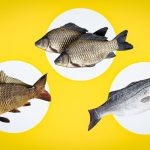 Come capire che il pesce è fresco: il medico ci dice a cosa fare attenzione Come capire che il pesce è fresco: il medico ci