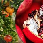 Come coltivare il “frutto degli dei” su un normale davanzale: