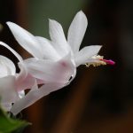 Come evitare errori nella cura dell'albero di Natale: tutti i segreti per una corretta annaffiatura Come evitare errori nella cura dell’albero di Natale: tutti i