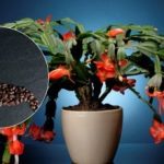 Come nutrire il caffè dekabrista: il concime naturale farà il