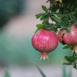 È possibile coltivare un albero di melograno in casa: gli esperti hanno raccontato come esattamente È possibile coltivare un albero di melograno in casa: gli