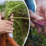 Giorni favorevoli: qdo scavare carote e barbabietole secondo il calendario lunare 2025 Giorni favorevoli: qdo scavare carote e barbabietole secondo il calendario