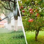 Gli afidi non toccheranno più i meli: un’efficace soluzione a