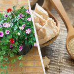 Ho messo una tazza di fertilizzante nelle petunie per l'inverno: questo fertilizzante si trova in ogni cucina. Ho messo una tazza di fertilizzante nelle petunie per l’inverno: