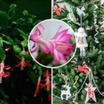 I mesi di dicembre fioriranno il giorno di Natale: il segreto non sta nell'alimentazione, ma nella temperatura I mesi di dicembre fioriranno il giorno di Natale: il