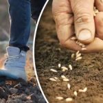 Il raccolto non mancherà: il momento migliore per piantare le