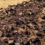 Il raccolto sarà doppio: che tipo di concime applicano gli ortolani esperti in autunno? Il raccolto sarà doppio: che tipo di concime applicano gli