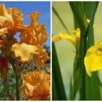 La natura ha sorpreso tutti: un fiore estivo è sbocciato