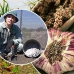 L’aglio cresce come un lievito: come preparare le aiuole in