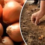Le cipolle crescono più volte meglio: un giardiniere ha svelato