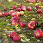 Le mele marce non sono fertilizzanti: 4 motivi per cui