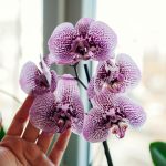 Le orchidee fioriranno in inverno se le annaffiate una volta al mese con lo stesso prodotto. Le orchidee fioriranno in inverno se le annaffiate una volta