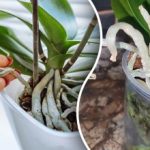 Le orchidee si sviluppano in modo caotico: un metodo semplice per domare le radici che "scappano". Le orchidee si sviluppano in modo caotico: un metodo semplice