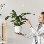 Lo Spathiphyllum fiorisce e cresce per anni: come e qdo trapiantarlo correttamente Lo Spathiphyllum fiorisce e cresce per anni: come e qdo