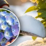 L’ortensia “non perdona”: qi manipolazioni invernali possono “uccidere” i boccioli