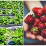 L'ultimo accordo dell'autunno: semplici azioni che influenzano le bacche della prossima stagione L’ultimo accordo dell’autunno: semplici azioni che influenzano le bacche della