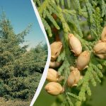 Non affrettate le cesoie: qi conifere non tollerano la potatura autunnale Non affrettate le cesoie: qi conifere non tollerano la potatura