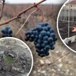 Non agrofibre e non foglie: come riparare le piantine d'uva da gelate e disgeli Non agrofibre e non foglie: come riparare le piantine d’uva