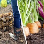 Non potete piantare queste 7 piante dopo le patate l’anno