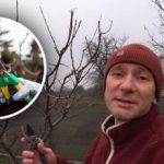 Non rimandare: l’esperto rivela come la potatura invernale sia più