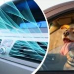 Ondata di calore in Ucraina: come raffreddare rapidamente l'abitacolo dell'auto senza aria condizionata Ondata di calore in Ucraina: come raffreddare rapidamente l’abitacolo dell’auto