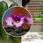 Perché i fiori di negozio appassiscono in casa: il segreto