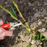 Qi sono le piante da potare sempre a dicembre: i