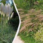 Queste 6 popolari erbe ornamentali possono distruggere il vostro giardino