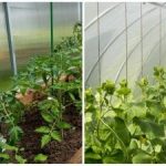 Un raccolto record sorprenderà anche i vicini: come inumidire rapidamente il terreno nella serra Un raccolto record sorprenderà anche i vicini: come inumidire rapidamente