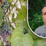 Un semplice trucco per un buon raccolto: un giardiniere svela il principale nemico dell'uva Un semplice trucco per un buon raccolto: un giardiniere svela