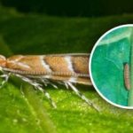 Una nuova invasione di parassiti in Ucraina: l'80% delle colture in pericolo, come combatterla Una nuova invasione di parassiti in Ucraina: l’80% delle colture