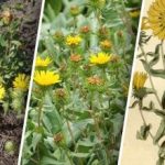 Una pianta pericolosa si sta diffondendo in Ucraina: cosa sappiamo al rigdo Una pianta pericolosa si sta diffondendo in Ucraina: cosa sappiamo